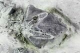 Fossil Crinoid, Blastoid, And Brachiopod Plate - Indiana #106299-4